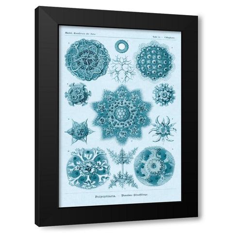 Haeckel Nature Illustrations: Polycytaria Radiolaria - Blue-Green Tint Black Modern Wood Framed Art Print with Double Matting by Haeckel, Ernst