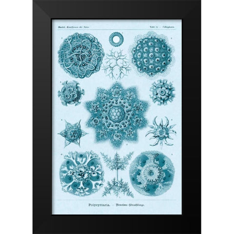 Haeckel Nature Illustrations: Polycytaria Radiolaria - Blue-Green Tint Black Modern Wood Framed Art Print by Haeckel, Ernst