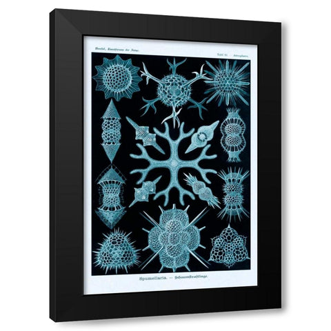 Haeckel Nature Illustrations: Spumellaria - Blue-Green Tint Black Modern Wood Framed Art Print with Double Matting by Haeckel, Ernst