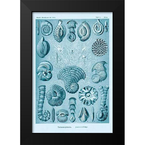 Haeckel Nature Illustrations: Talamophora, Formanifera, Rhisopods - Blue-Green Tint Black Modern Wood Framed Art Print by Haeckel, Ernst
