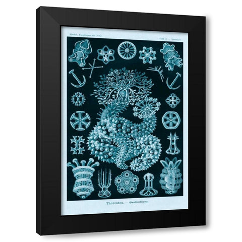 Haeckel Nature Illustrations: Sea Cucumbers - Blue-Green Tint Black Modern Wood Framed Art Print by Haeckel, Ernst