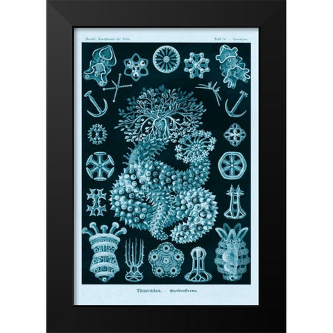 Haeckel Nature Illustrations: Sea Cucumbers - Blue-Green Tint Black Modern Wood Framed Art Print by Haeckel, Ernst