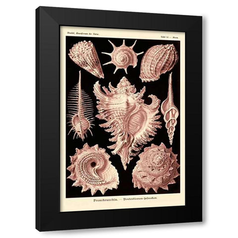 Haeckel Nature Illustrations: Gastropods - Rose Tint Black Modern Wood Framed Art Print by Haeckel, Ernst