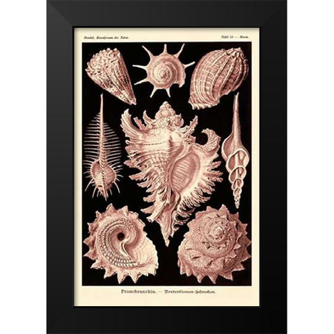 Haeckel Nature Illustrations: Gastropods - Rose Tint Black Modern Wood Framed Art Print by Haeckel, Ernst