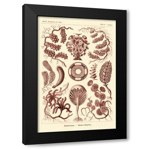Haeckel Nature Illustrations: Siphoneae Hydrozoa - Rose Tint Black Modern Wood Framed Art Print by Haeckel, Ernst