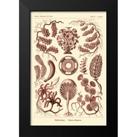 Haeckel Nature Illustrations: Siphoneae Hydrozoa - Rose Tint Black Modern Wood Framed Art Print by Haeckel, Ernst