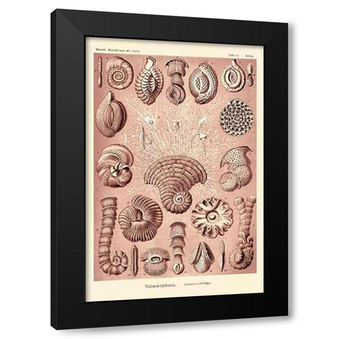 Haeckel Nature Illustrations: Talamophora, Formanifera, Rhisopods - Rose Tint Black Modern Wood Framed Art Print with Double Matting by Haeckel, Ernst