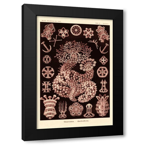Haeckel Nature Illustrations: Sea Cucumbers- Rose Tint Black Modern Wood Framed Art Print by Haeckel, Ernst