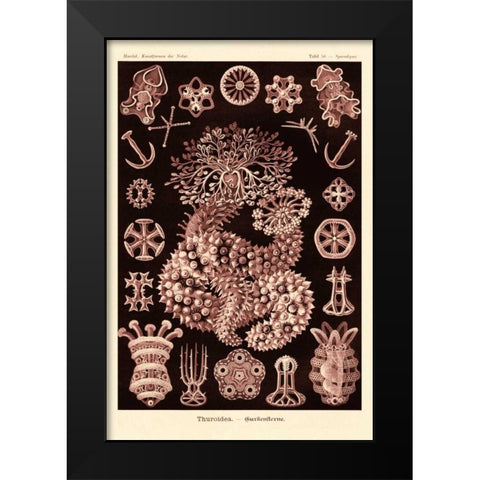 Haeckel Nature Illustrations: Sea Cucumbers- Rose Tint Black Modern Wood Framed Art Print by Haeckel, Ernst