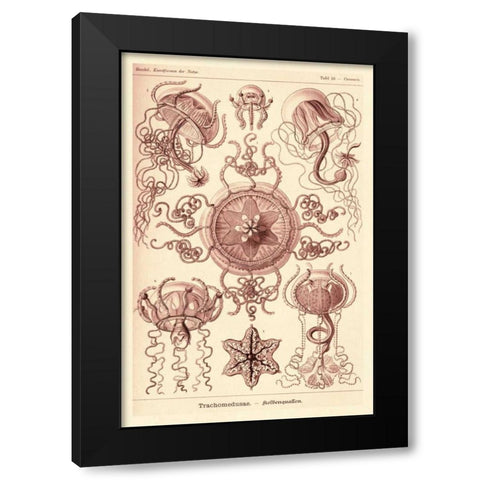 Haeckel Nature Illustrations: Trachomedusae - Jellyfish - Rose Tint Black Modern Wood Framed Art Print by Haeckel, Ernst