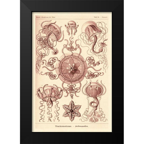 Haeckel Nature Illustrations: Trachomedusae - Jellyfish - Rose Tint Black Modern Wood Framed Art Print by Haeckel, Ernst