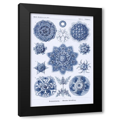 Haeckel Nature Illustrations: Siphoneae Hydrozoa - Dark Blue Tint Black Modern Wood Framed Art Print by Haeckel, Ernst