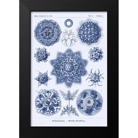 Haeckel Nature Illustrations: Siphoneae Hydrozoa - Dark Blue Tint Black Modern Wood Framed Art Print by Haeckel, Ernst