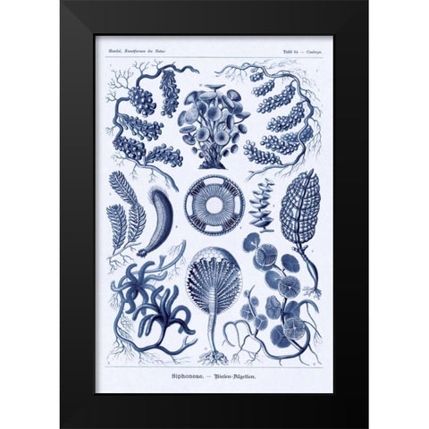 Haeckel Nature Illustrations: Siphoneae Hydrozoa - Dark Blue Tint Black Modern Wood Framed Art Print by Haeckel, Ernst