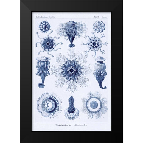 Haeckel Nature Illustrations: Siphoneae Hydrozoa - Dark Blue Tint Black Modern Wood Framed Art Print by Haeckel, Ernst