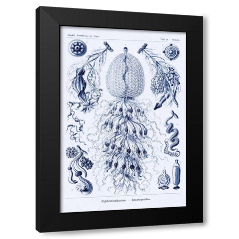 Haeckel Nature Illustrations: Siphoneae Hydrozoa - Dark Blue Tint Black Modern Wood Framed Art Print by Haeckel, Ernst