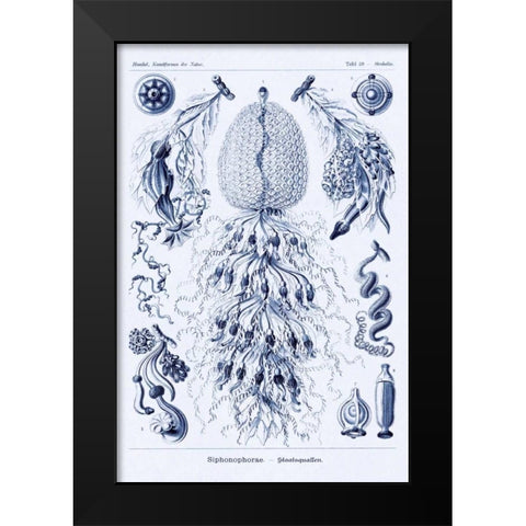 Haeckel Nature Illustrations: Siphoneae Hydrozoa - Dark Blue Tint Black Modern Wood Framed Art Print by Haeckel, Ernst