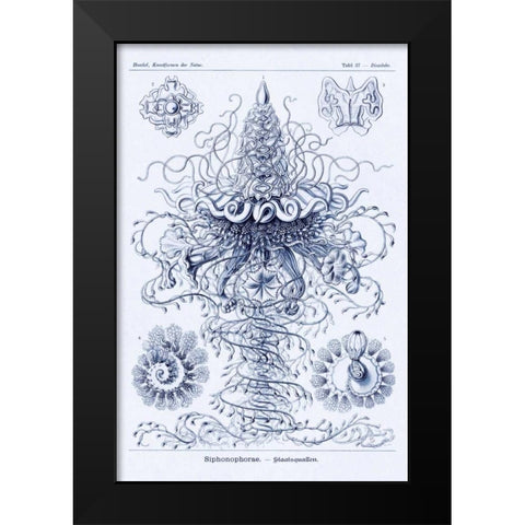 Haeckel Nature Illustrations: Tubularida - Tubularians - Dark Blue Tint Black Modern Wood Framed Art Print by Haeckel, Ernst