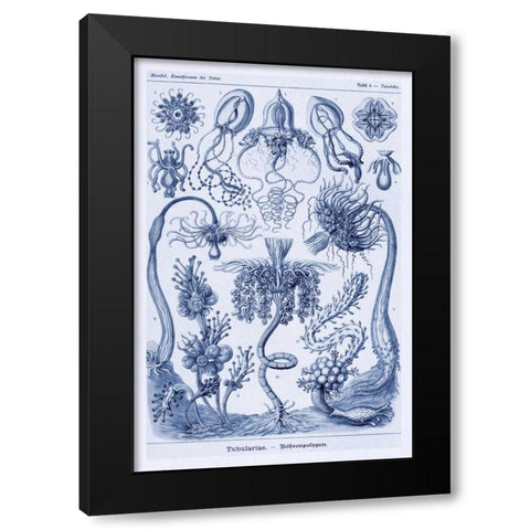 Haeckel Nature Illustrations: Cephlopods - Dark Blue Tint Black Modern Wood Framed Art Print by Haeckel, Ernst