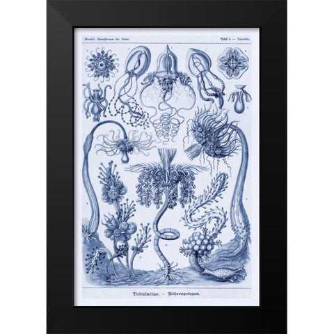 Haeckel Nature Illustrations: Cephlopods - Dark Blue Tint Black Modern Wood Framed Art Print by Haeckel, Ernst
