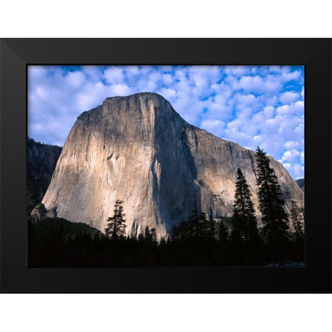 El Capitan rising over the forest, Yosemite National Park, California Black Modern Wood Framed Art Print by Fitzharris, Tim