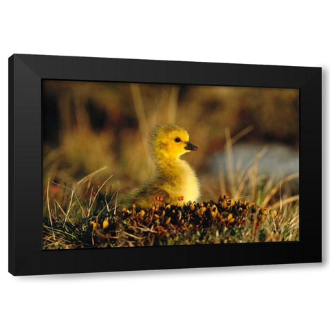 Canada Goose gosling, Churchill, Manitoba, Canada Black Modern Wood Framed Art Print with Double Matting by Vezo, Tom