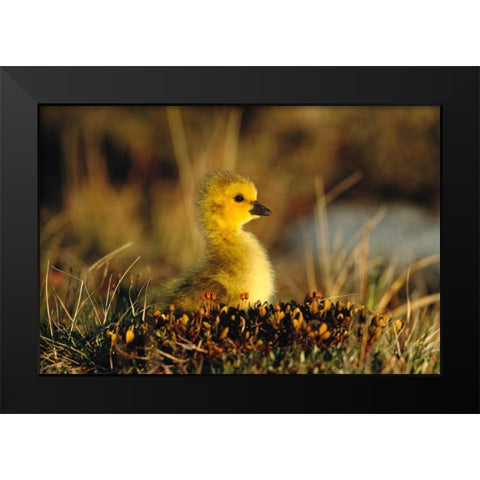 Canada Goose gosling, Churchill, Manitoba, Canada Black Modern Wood Framed Art Print by Vezo, Tom