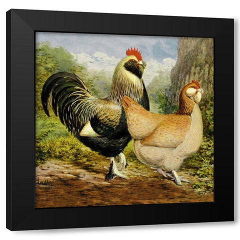 Chickens: Salmon Faverolles Black Modern Wood Framed Art Print by Wright, Lewis