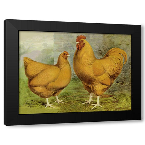 Chickens: Buff Orpingtons Black Modern Wood Framed Art Print by Wright, Lewis
