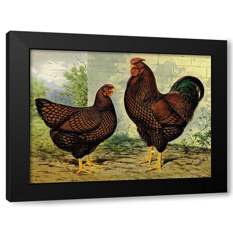 Chickens: Golden Wyandottes Black Modern Wood Framed Art Print with Double Matting by Wright, Lewis