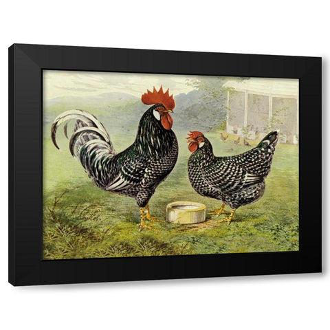 Chickens: Anconas Black Modern Wood Framed Art Print with Double Matting by Wright, Lewis