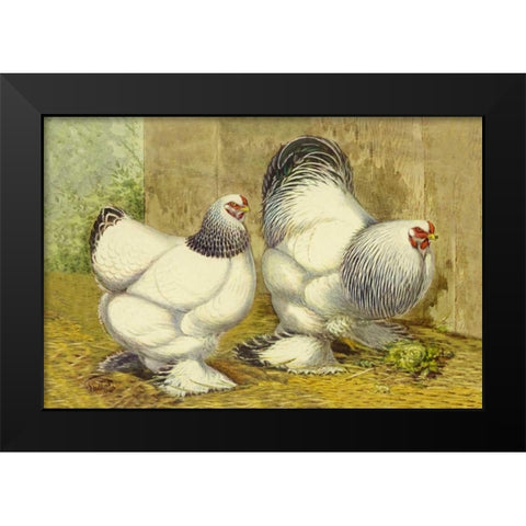 Chickens: Light Brahmas Black Modern Wood Framed Art Print by Wright, Lewis