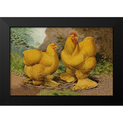 Chickens: Buff Cochins Black Modern Wood Framed Art Print by Wright, Lewis