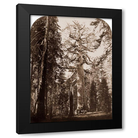 Grizzly Giant - 33 ft. diam. -  Mariposa Grove, Yosemite, California, 1861 Black Modern Wood Framed Art Print with Double Matting by Watkins, Carleton