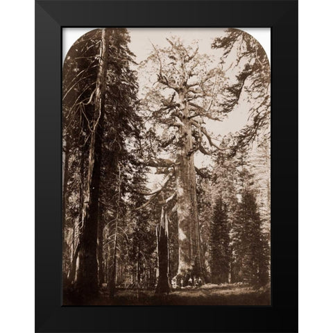 Grizzly Giant - 33 ft. diam. -  Mariposa Grove, Yosemite, California, 1861 Black Modern Wood Framed Art Print by Watkins, Carleton