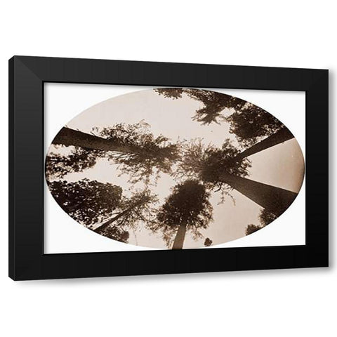 Among The Tree Tops Calaveras Grove Black Modern Wood Framed Art Print with Double Matting by Watkins, Carleton