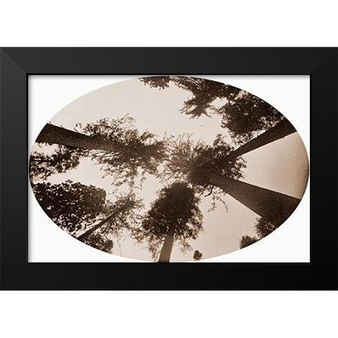 Among The Tree Tops Calaveras Grove Black Modern Wood Framed Art Print by Watkins, Carleton