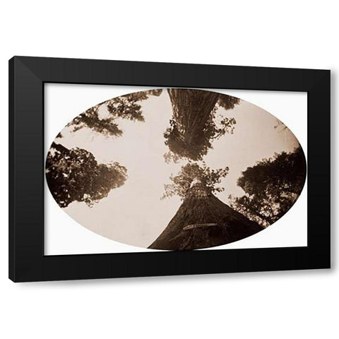 Among the Treetops, Calaveras Grove, California, 1878 Black Modern Wood Framed Art Print by Watkins, Carleton