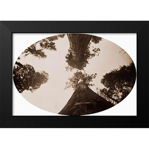 Among the Treetops, Calaveras Grove, California, 1878 Black Modern Wood Framed Art Print by Watkins, Carleton