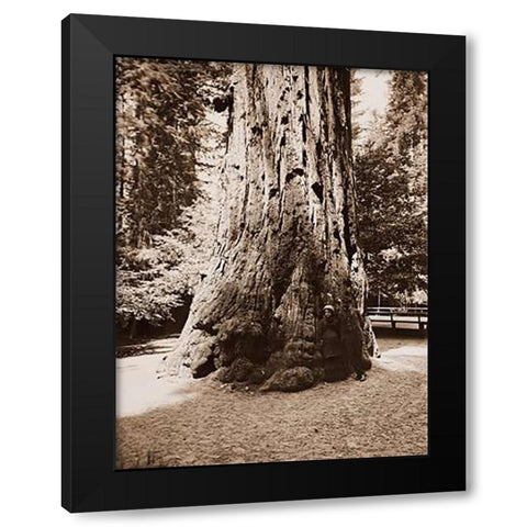 Big Tree Felton (Redwood), Santa Cruz, California, 1880s Black Modern Wood Framed Art Print with Double Matting by Watkins, Carleton
