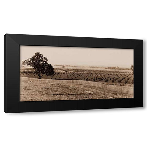 Young Orchard, Palermo, Butte County, California, 1888-1891 Black Modern Wood Framed Art Print with Double Matting by Watkins, Carleton