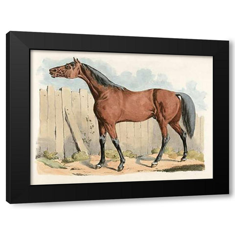 Dark-Brown Horse, 1817 Black Modern Wood Framed Art Print with Double Matting by Alken, Henry Thomas