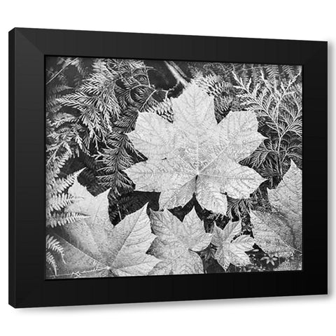 Leaves, Glacier National Park, Montana - National Parks and Monuments, 1941 Black Modern Wood Framed Art Print by Adams, Ansel