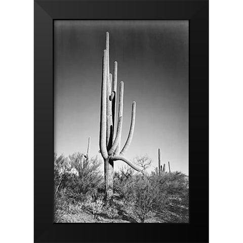 Full view of cactus and surrounding shrubs, In Saguaro National Monument, Arizona, ca. 1941-1942 Black Modern Wood Framed Art Print by Adams, Ansel
