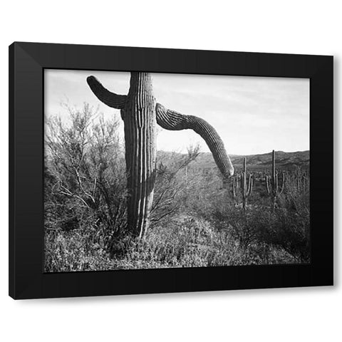 Cactus at left and surroundings, Saguaro National Monument, Arizona, ca. 1941-1942 Black Modern Wood Framed Art Print by Adams, Ansel