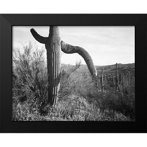 Cactus at left and surroundings, Saguaro National Monument, Arizona, ca. 1941-1942 Black Modern Wood Framed Art Print by Adams, Ansel