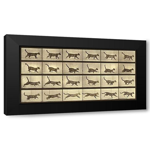 Motion Study: Running Cat Black Modern Wood Framed Art Print by Muybridge, Eadweard