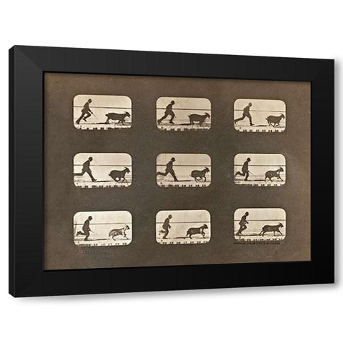 Motion Study: Man Chasing A Goat Black Modern Wood Framed Art Print with Double Matting by Muybridge, Eadweard