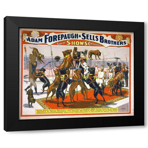 Adam Forepaugh And Sells Brothers Champion Great Danes Black Modern Wood Framed Art Print by Hollywood Photo Archive