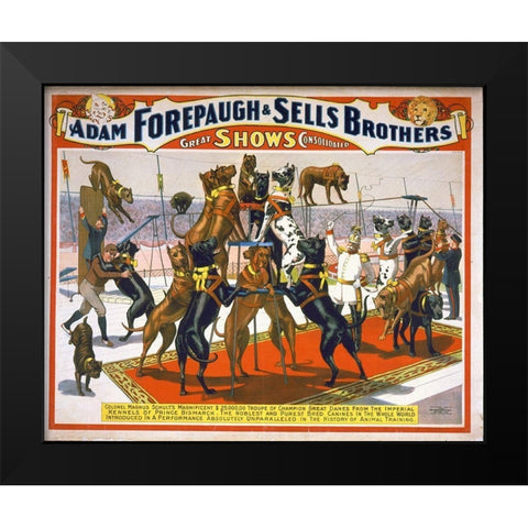 Adam Forepaugh And Sells Brothers Champion Great Danes Black Modern Wood Framed Art Print by Hollywood Photo Archive